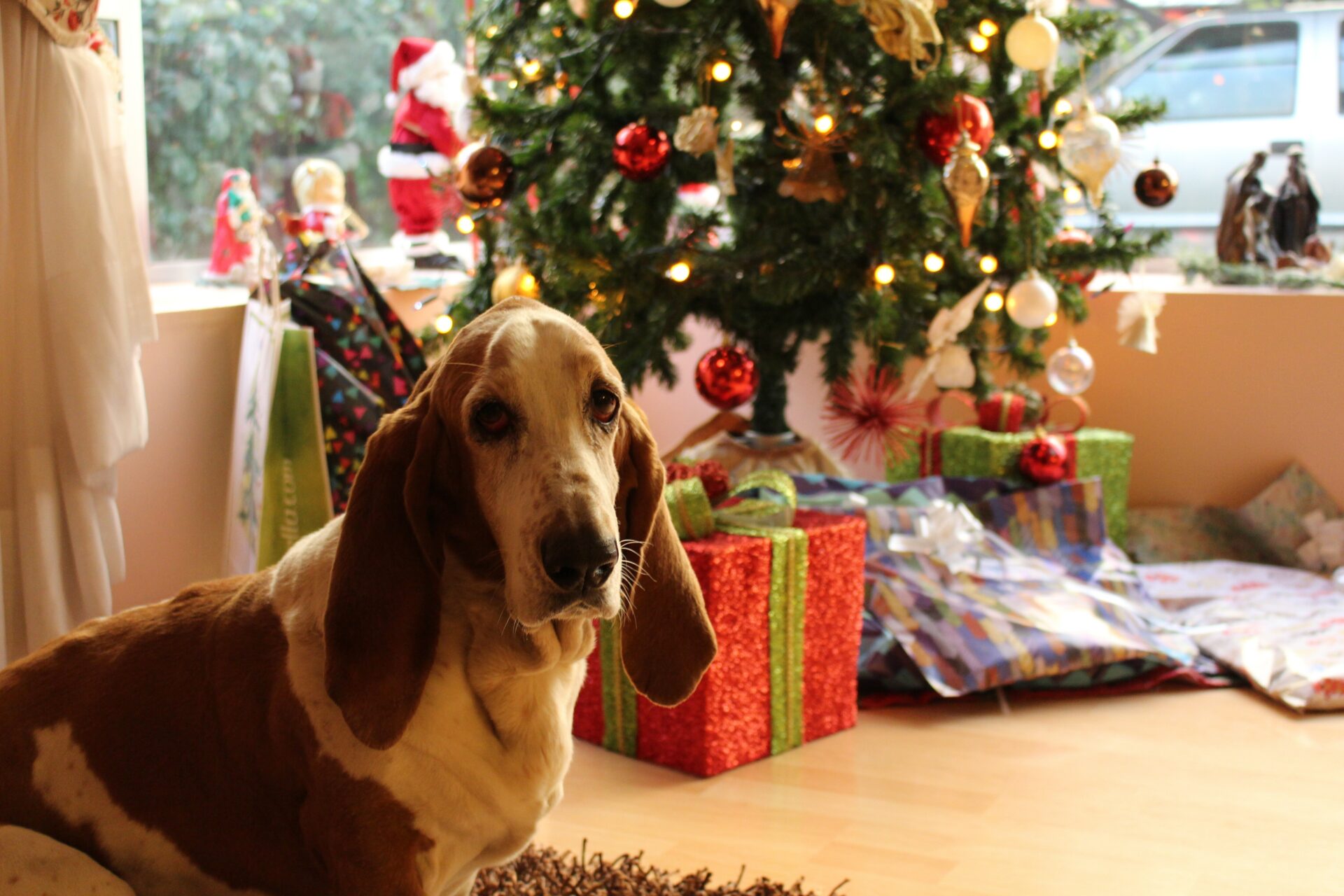 dog sitting in front of a Christmas tree