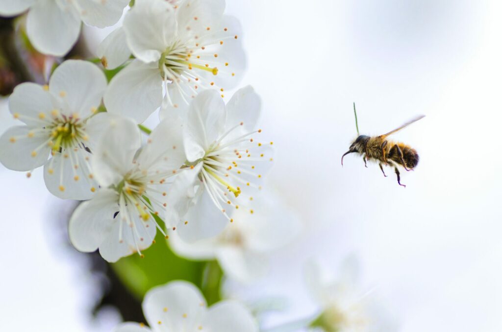 Bee flying towards white flower
